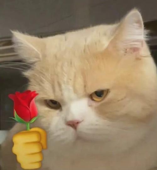猫叼着花的头像(猫咪叼着玫瑰的头像)