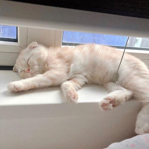 猫咪平躺头像(猫咪靠窗户头像)