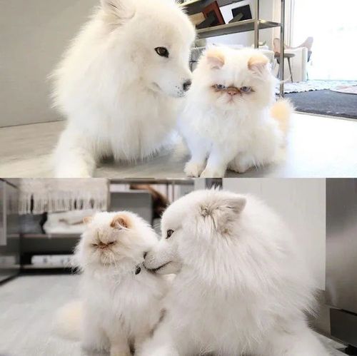 萨摩和猫的情侣头像(动物情侣头像暹罗猫)