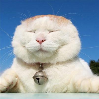 请问用猫做微信头像有什么说法(用自己养的猫做微信头像好吗)