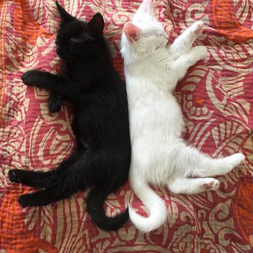 黑猫白猫抱抱情侣头像(黑猫白猫望远镜情侣头像)