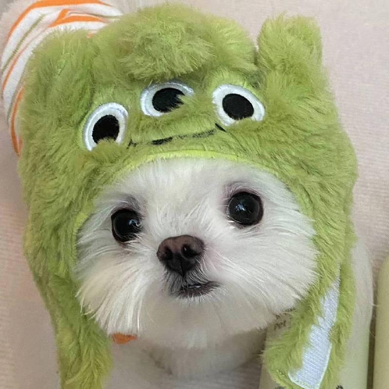 绿色帽子的小狗情侣头像(白色小狗的情侣头像)