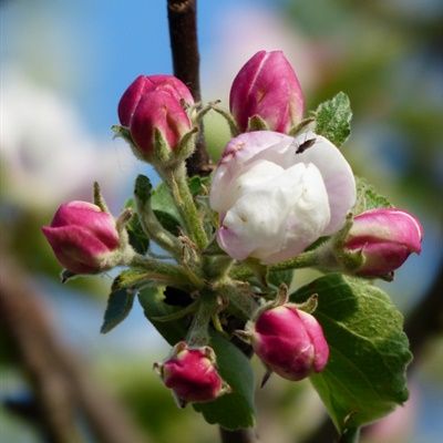 苹果树的花朵头像(一棵开满花的树图片头像)