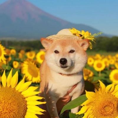 柴犬情侣头像太阳花(有没有抽象的柴犬的情侣头像)