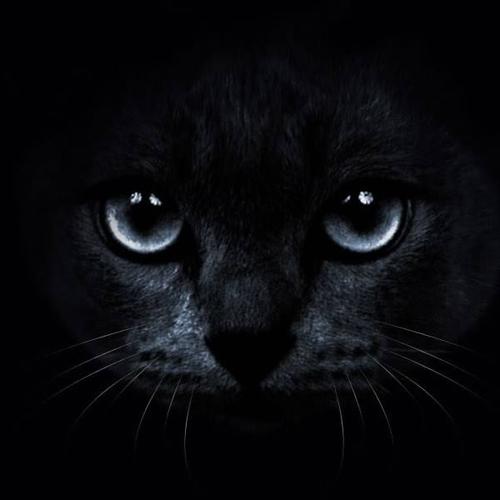 猫咪头像灰黑色(灰色猫咪头像图片)