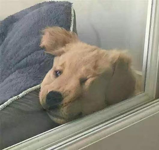 狗狗爬窗户头像(狗狗盖被子睡觉的头像)
