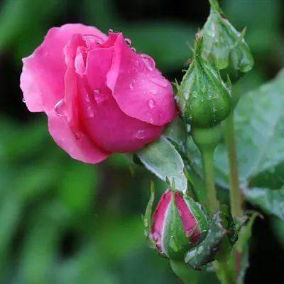 微信头像是玫瑰花的代表什么(七色花朵微信头像代表什么)