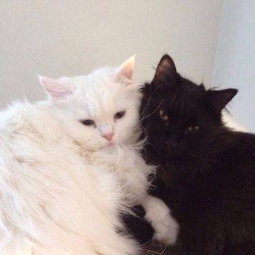 黑猫白猫抱抱情侣头像(黑猫白猫望远镜情侣头像)