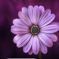 花朵唯美微信头像紫色(好看浅紫色花朵微信头像)