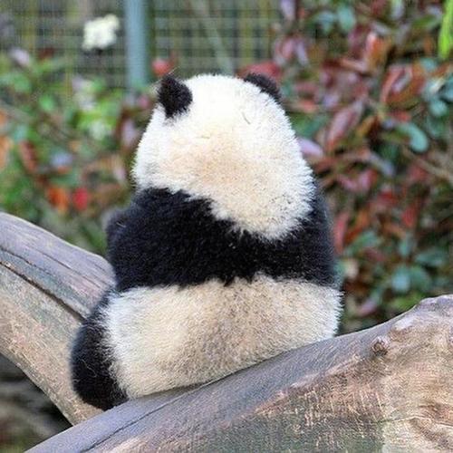 熊猫头像休闲图片(熊猫的头像图片可爱)