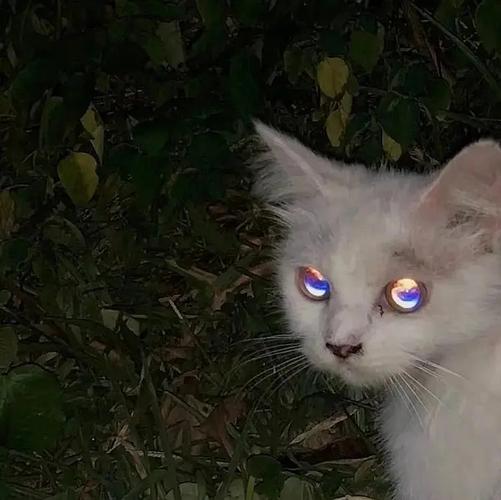 眼睛冒光的猫咪头像(猫咪头像蓝黄眼睛)
