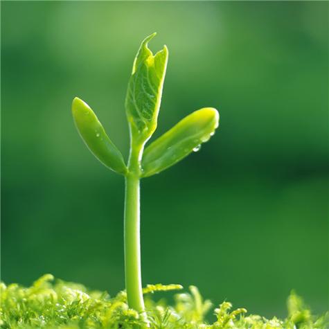 唯美绿色植物头像(绿色植物头像图片)
