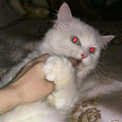 猫猫帅气头像红眼睛(高级猫猫头像眼睛发光)