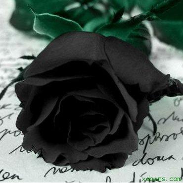 带刺的黑玫瑰头像图片(手拿黑玫瑰图片唯美头像)