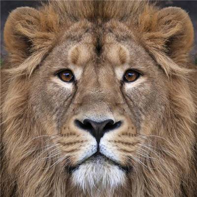 狮子高质量头像