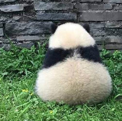 熊猫背影头像女(关于熊猫的头像女生)