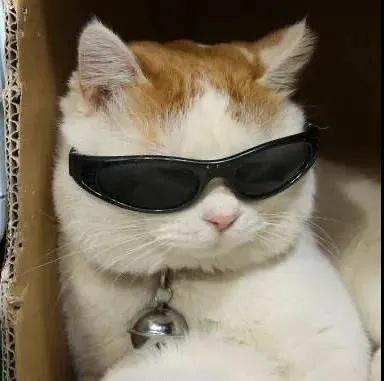 小猫戴墨镜可爱的头像