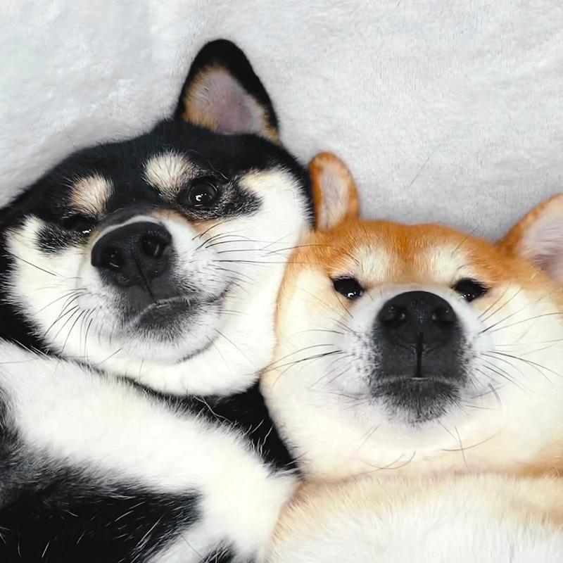 两只柴犬的情侣头像(柴犬情侣头像一对脑袋上有花)
