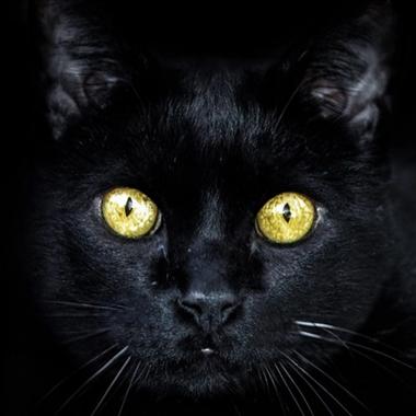 头像黑色猫(黑色猫头像背影)