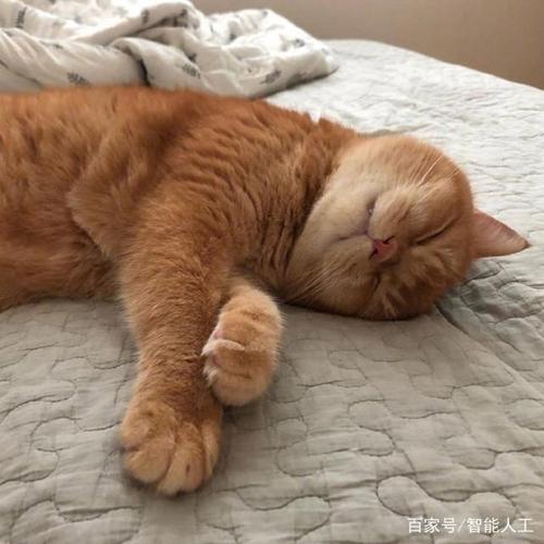 猫猫躺在床上头像(小猫躺在床上的头像)