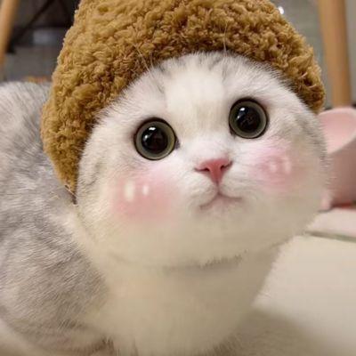 微信头像图片可爱小猫(微信头像可爱动物小猫)