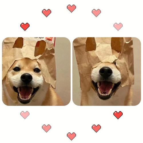 柴犬情侣头像一左一右可爱(柴犬的情侣头像图片一左一右)