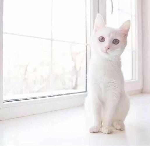 白色小猫头像真实(奶白小猫头像)