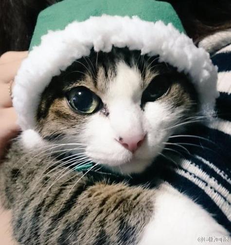 猫戴四种颜色帽子的头像(猫咪戴个绿色的帽子的头像)