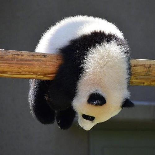 微信头像是熊猫的是什么心态