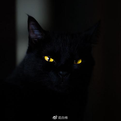 头像黑色猫(黑色猫头像背影)