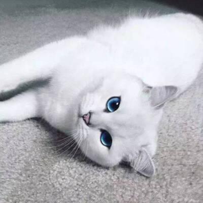 白色猫咪蓝眼头像(白色猫戴眼镜高清头像)
