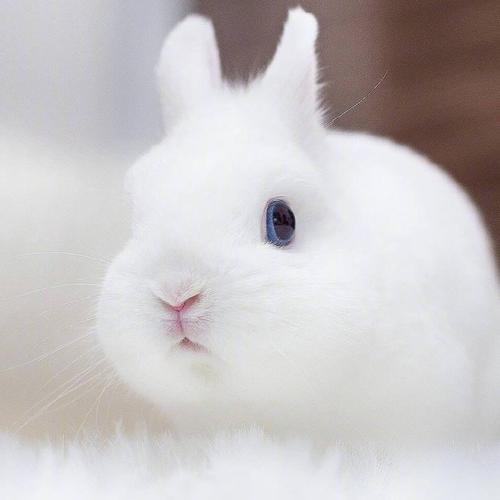 兔子可爱图片头像真实版(兔子头像可爱高清大图)