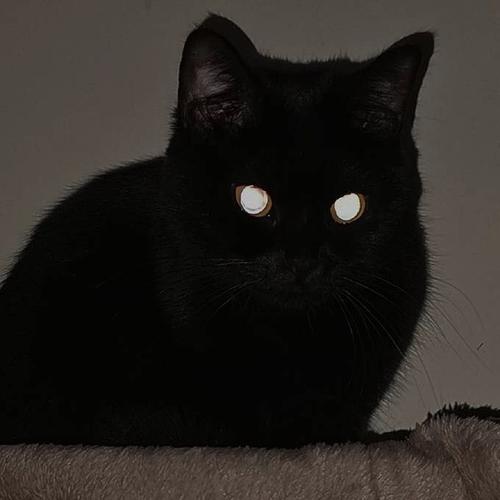 黑色猫咪头像氛围感