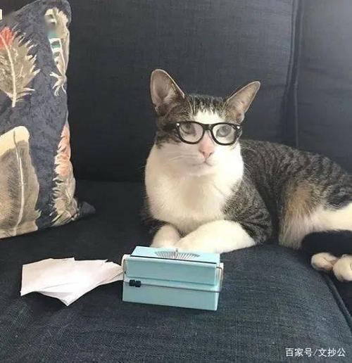 猫咪戴眼镜高清头像(猫超清头像)