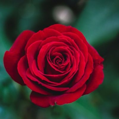 玫瑰花微信头像图片(适合做微信头像的花)