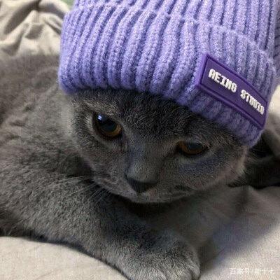 高冷的猫咪头像戴帽子(猫咪高冷头像带翅膀)