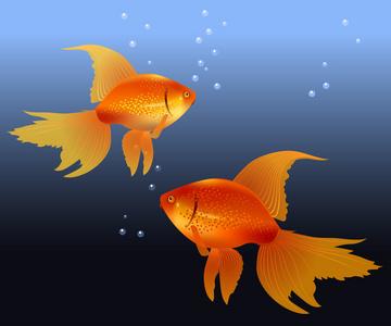 两条金鱼的微信头像的寓意(两条金鱼在一起的微信头像 图文)