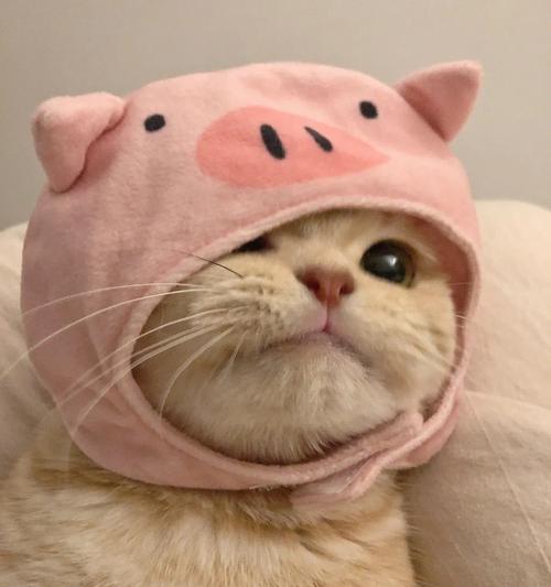 猫咪粉红色头套头像(粉色人形猫咪头像)