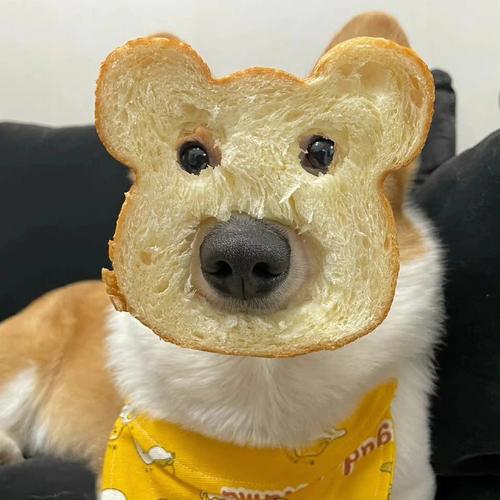 面包脸狗狗头像微信