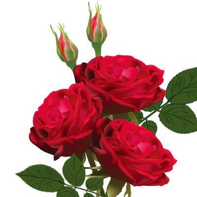 玫瑰花微信头像图片(适合做微信头像的花)