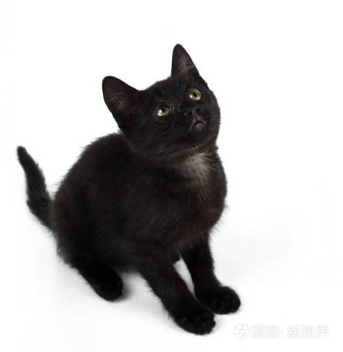 白色底黑色小猫头像(黑色小猫绿色背景头像)