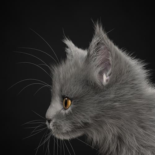 灰色猫咪头像高冷(高冷猫咪头像推荐)