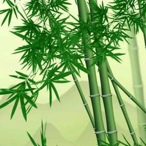 有关竹子高清微信头像图片