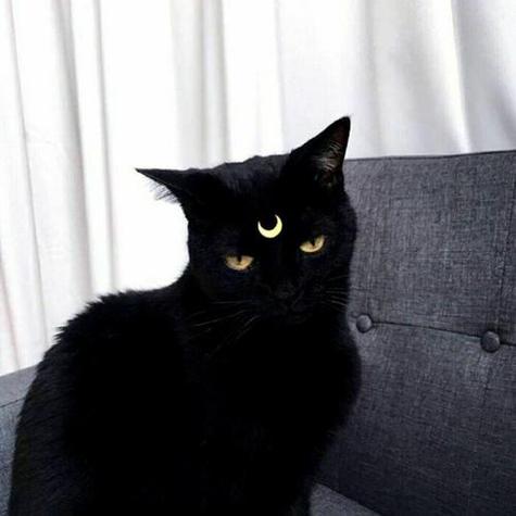 黑猫微信头像(微信头像简约干净黑猫)