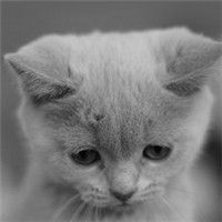 灰色小猫头像(白灰小猫头像)