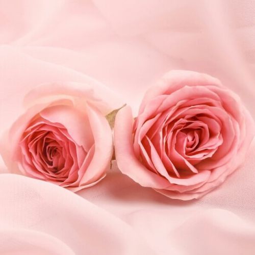 粉红色漂亮玫瑰花头像(玫瑰花朵图片头像)