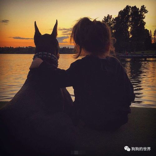 一个女孩和狗的在海边头像(一个狗和一个女孩背影头像)