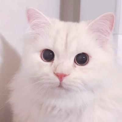 微信头像白色小猫(微信头像猫图片纯白)