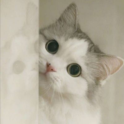 微信头像图片可爱小猫(微信头像可爱动物小猫)