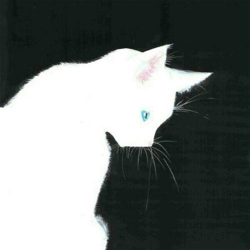 黑白猫的qq头像(伤感黑白猫头像)